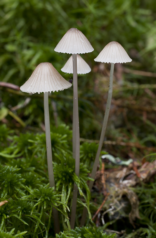 Mycena galopus